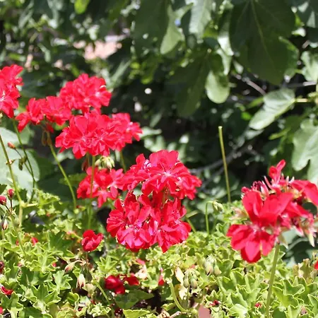 Etna Akme 니콜로시